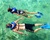 Snorkeling For Adults
