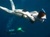 PADI Discover the Underwater World Snorkeler's Field Guide Book